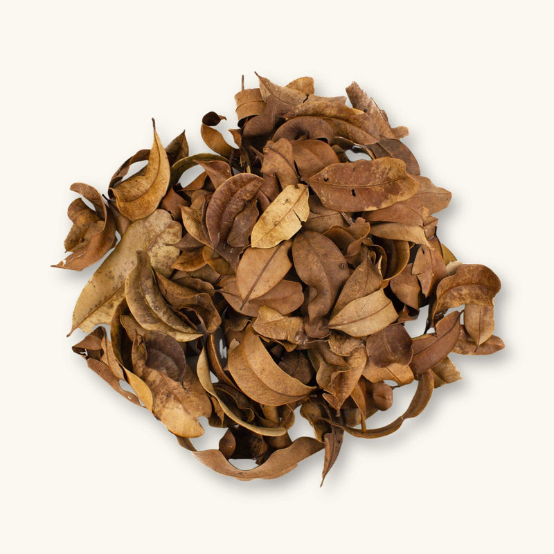 A group of layered brown marupa leaves (Simarouba amara) for vivariums, photographed on a natural background at Betta Botanicals.