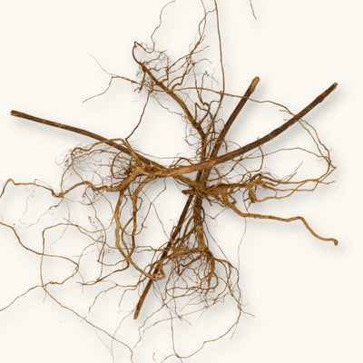 A cluster of tangled brown Melastoma roots (Melastoma malabathricum) arranged for blackwater aquariums, photographed on a natural background at Betta Botanicals.
