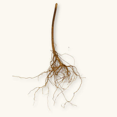 A single light-brown Melastoma root (Melastoma malabathricum) with thin branching roots for blackwater aquariums, photographed on a natural background at Betta Botanicals.