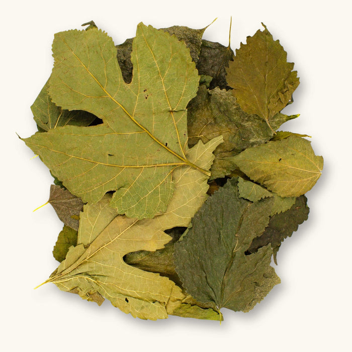 A group of dried mulberry leaves (Morus alba) in shades of green and yellow for shrimp aquariums, photographed on a natural background at Betta Botanicals.