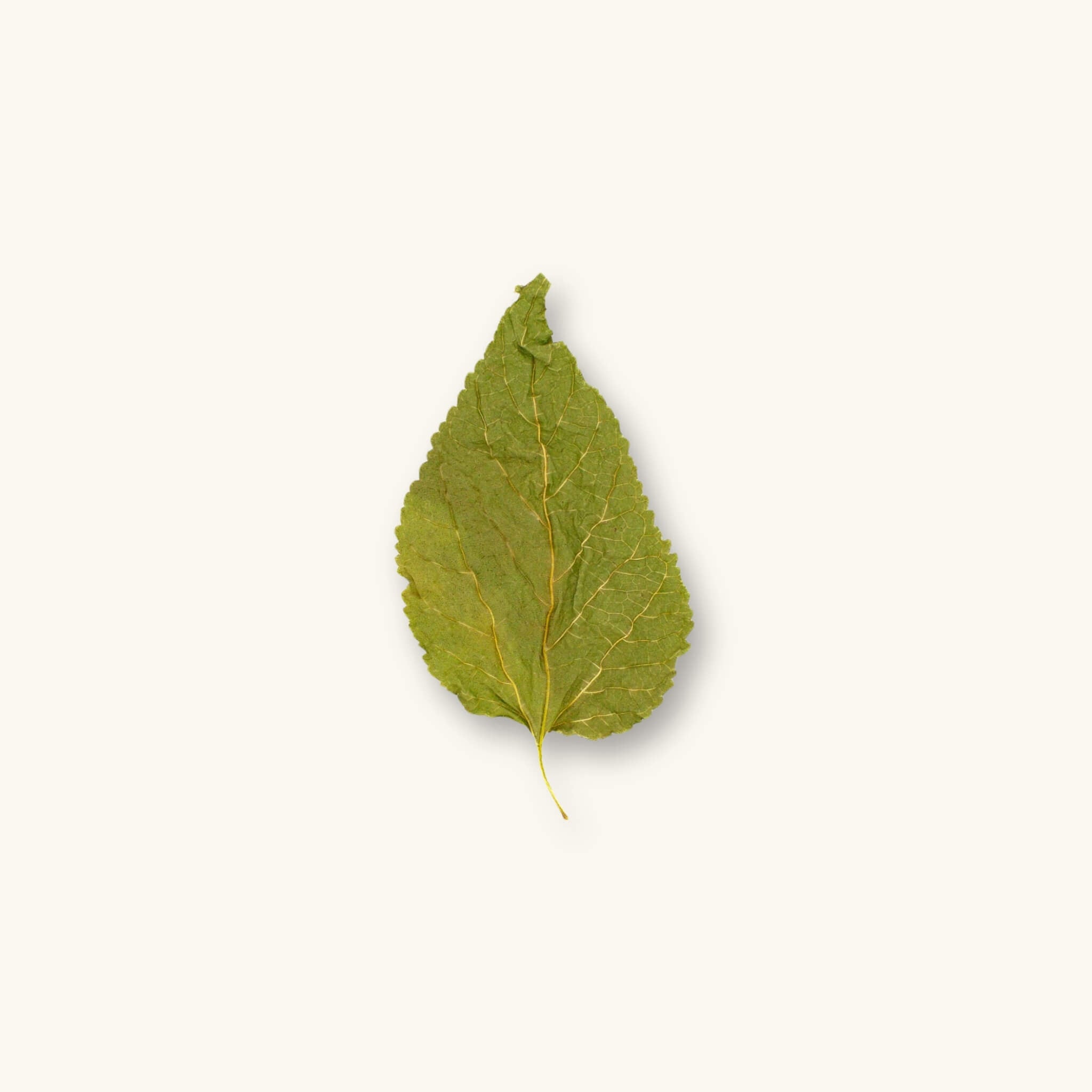 A dried green mulberry leaf (Morus alba) showing textured veins for shrimp biotope aquariums, photographed on a natural background at Betta Botanicals.