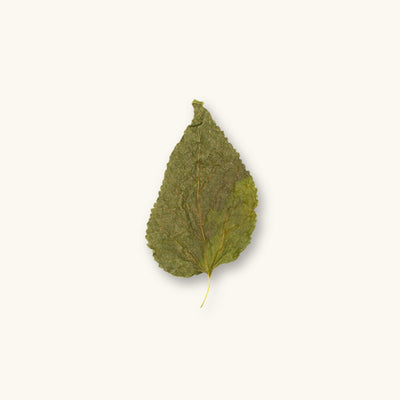 A green mulberry leaf (Morus alba) for blackwater aquariums, photographed on a natural background at Betta Botanicals.
