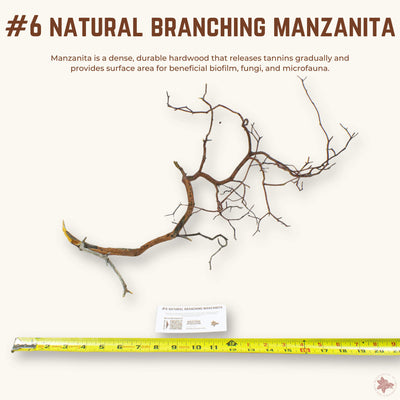 Natural Branching Manzanita | WYSIWYG Pieces