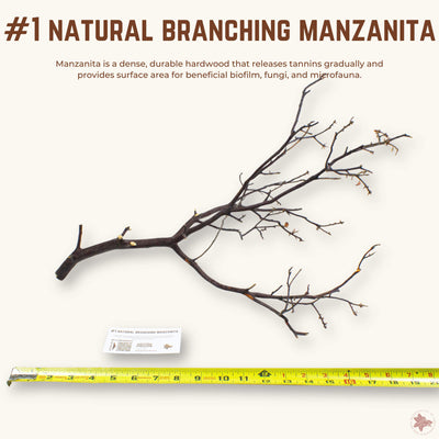Natural Branching Manzanita | WYSIWYG Pieces