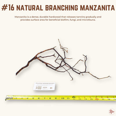 Natural Branching Manzanita | WYSIWYG Pieces