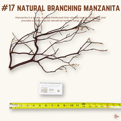 Natural Branching Manzanita | WYSIWYG Pieces