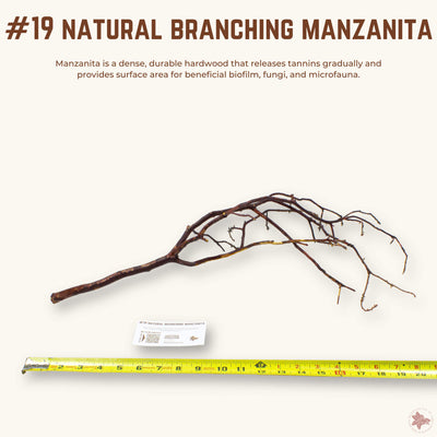 Natural Branching Manzanita | WYSIWYG Pieces