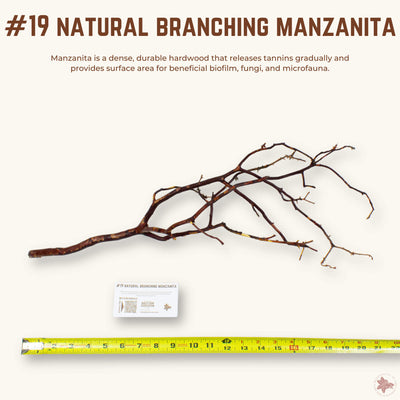 Natural Branching Manzanita | WYSIWYG Pieces