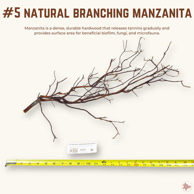 Natural Branching Manzanita | WYSIWYG Pieces