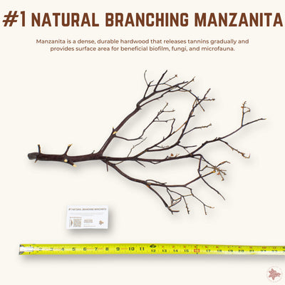 Natural Branching Manzanita | WYSIWYG Pieces