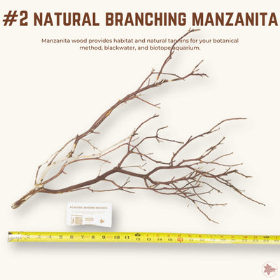 Natural Branching Manzanita | WYSIWYG Pieces