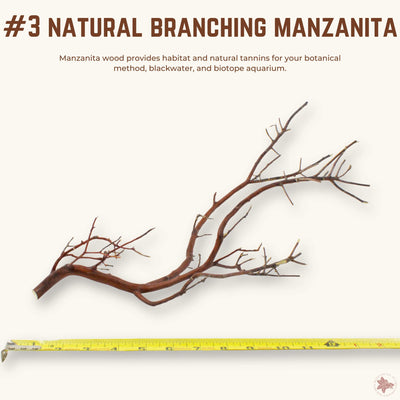 Natural Branching Manzanita | WYSIWYG Pieces