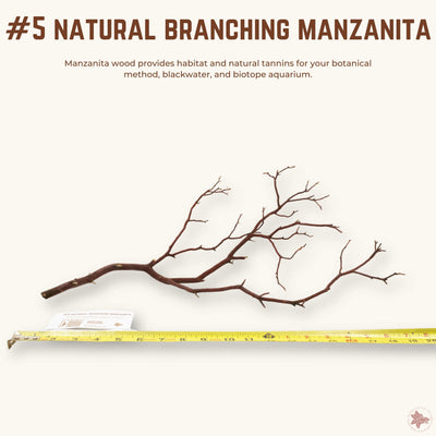 Natural Branching Manzanita | WYSIWYG Pieces