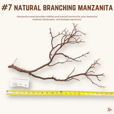 Natural Branching Manzanita | WYSIWYG Pieces
