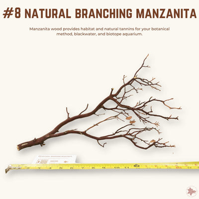 Natural Branching Manzanita | WYSIWYG Pieces
