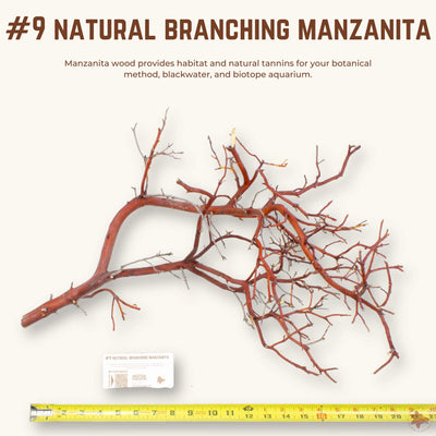 Natural Branching Manzanita | WYSIWYG Pieces