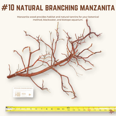 Natural Branching Manzanita | WYSIWYG Pieces