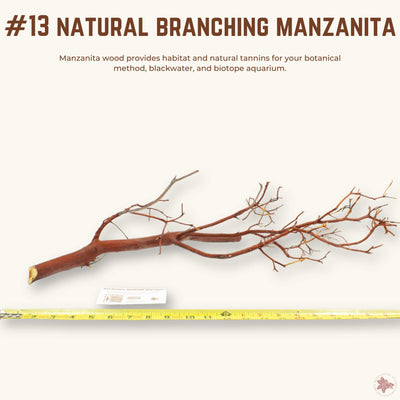 Natural Branching Manzanita | WYSIWYG Pieces