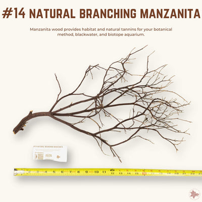 Natural Branching Manzanita | WYSIWYG Pieces