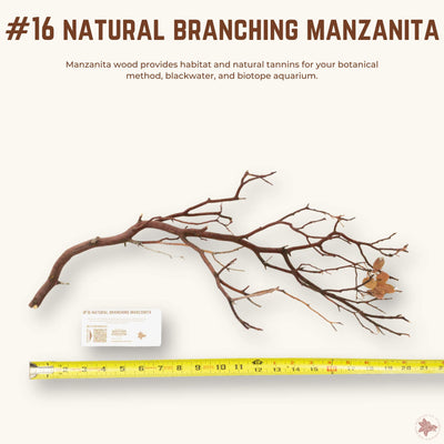 Natural Branching Manzanita | WYSIWYG Pieces