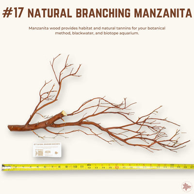 Natural Branching Manzanita | WYSIWYG Pieces