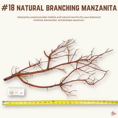Natural Branching Manzanita | WYSIWYG Pieces