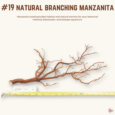 Natural Branching Manzanita | WYSIWYG Pieces