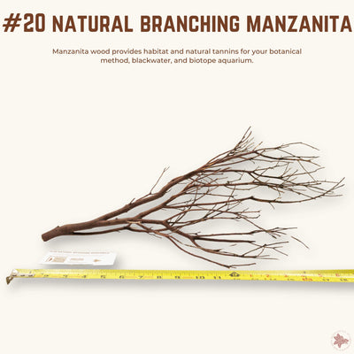 Natural Branching Manzanita | WYSIWYG Pieces
