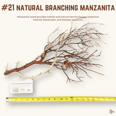 Natural Branching Manzanita | WYSIWYG Pieces