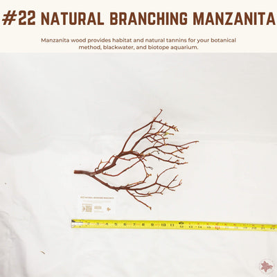 Natural Branching Manzanita | WYSIWYG Pieces
