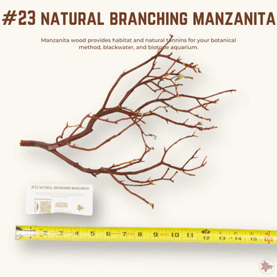 Natural Branching Manzanita | WYSIWYG Pieces