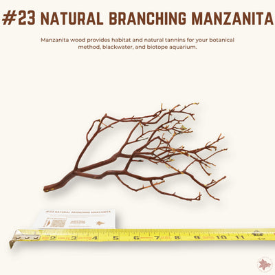 Natural Branching Manzanita | WYSIWYG Pieces