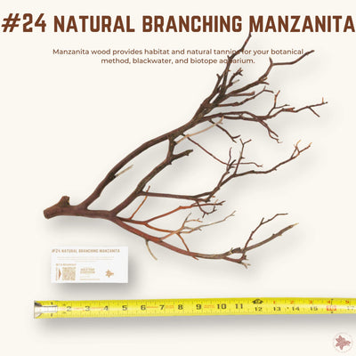 Natural Branching Manzanita | WYSIWYG Pieces