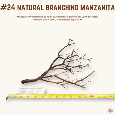 Natural Branching Manzanita | WYSIWYG Pieces