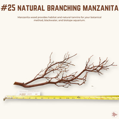 Natural Branching Manzanita | WYSIWYG Pieces
