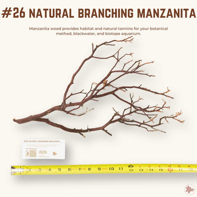 Natural Branching Manzanita | WYSIWYG Pieces