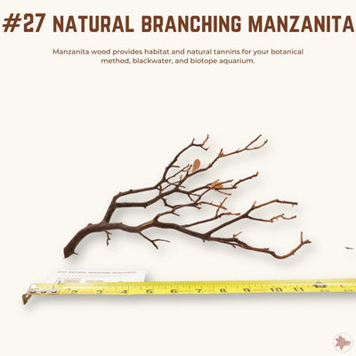 Natural Branching Manzanita | WYSIWYG Pieces