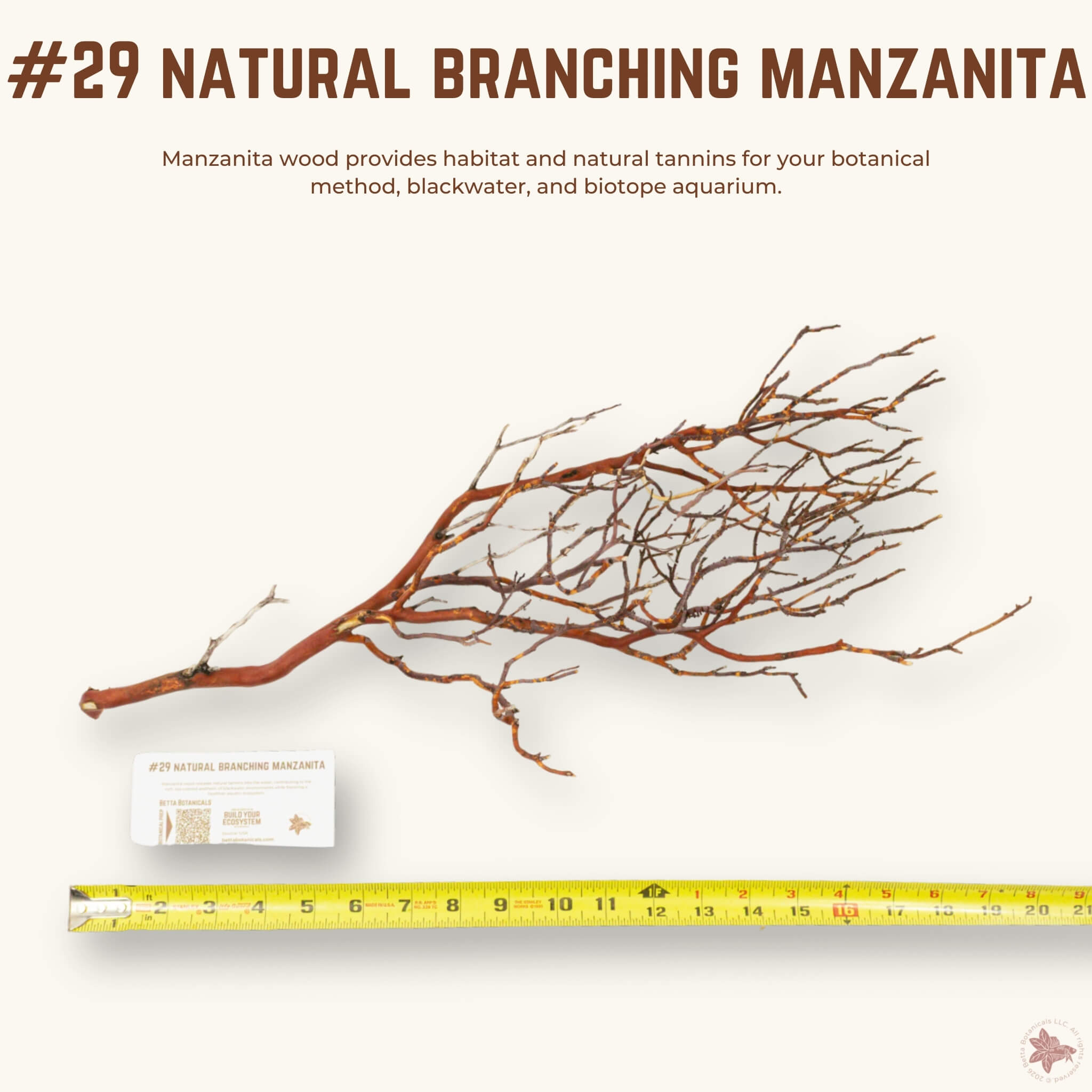 Natural Branching Manzanita | WYSIWYG Pieces