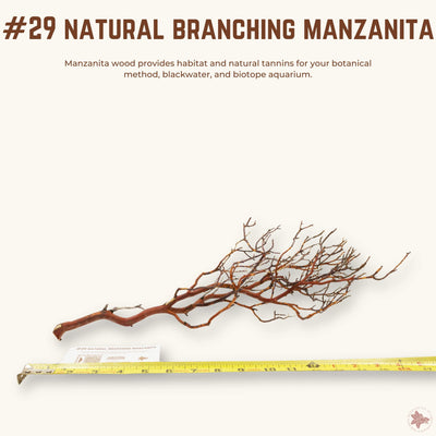 Natural Branching Manzanita | WYSIWYG Pieces