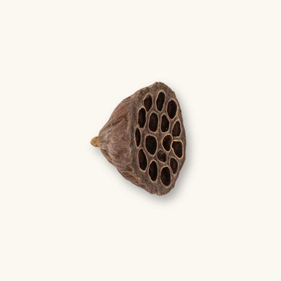 A medium size brown textured nelumbo seed pod with hollow cavities for biotope aquariums, photographed on a natural background at Betta Botanicals.