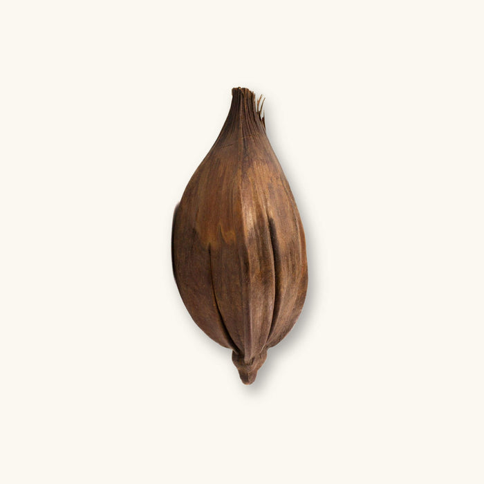 A dried nipa palm pod with woody texture (Nypa fruticans) for biotope aquariums, photographed on a natural background at Betta Botanicals.