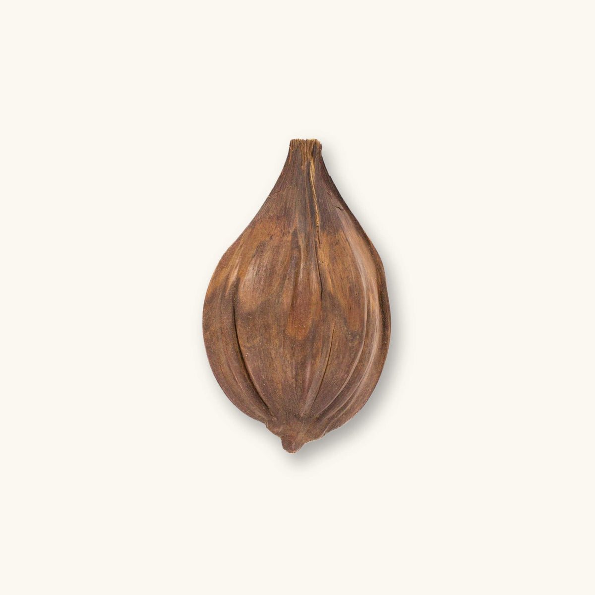 A brown fibrous nipa palm pod (Nypa fruticans) for blackwater aquariums, photographed on a natural background at Betta Botanicals.