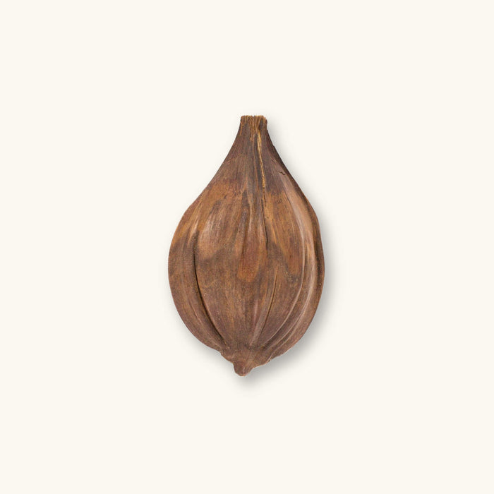 A brown fibrous nipa palm pod (Nypa fruticans) for blackwater aquariums, photographed on a natural background at Betta Botanicals.
