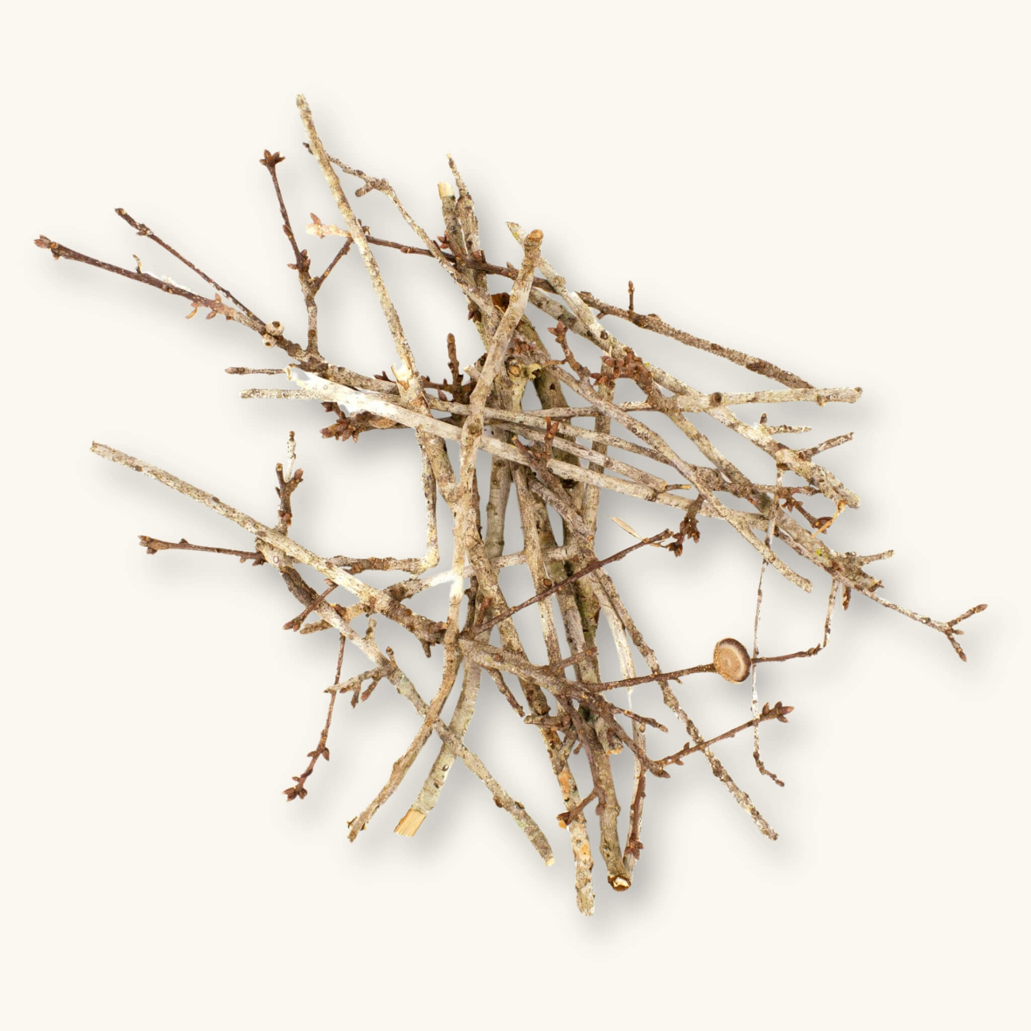 A group of brown and tan oak twigs (Quercus sp.) for blackwater aquariums, photographed on a natural background at Betta Botanicals.