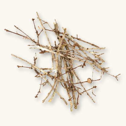 A group of brown and tan oak twigs (Quercus sp.) for blackwater aquariums, photographed on a natural background at Betta Botanicals.