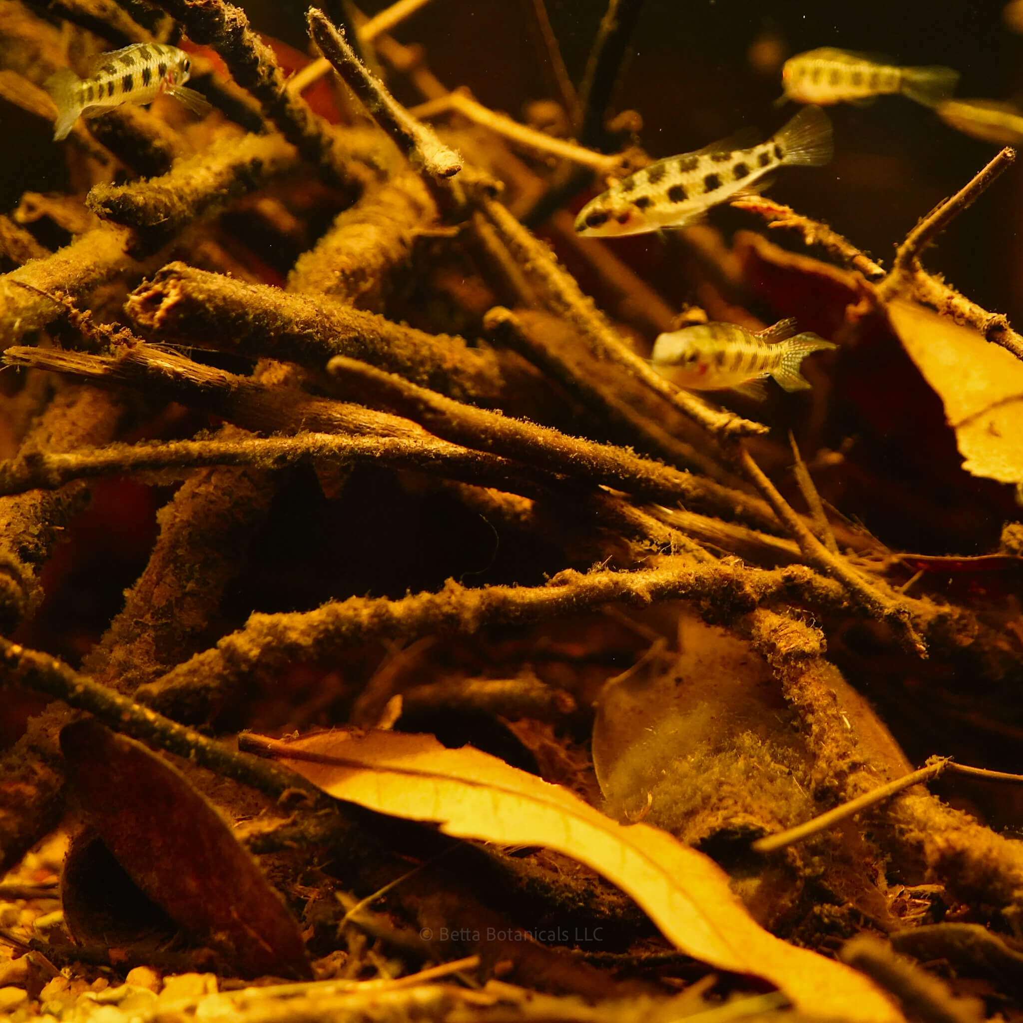 A group of checkerboard cichlids with yellow, black, and silver patterning swimming among oak twigs and leaf litter for blackwater aquariums, photographed by Ryan Schmidt for Betta Botanicals.