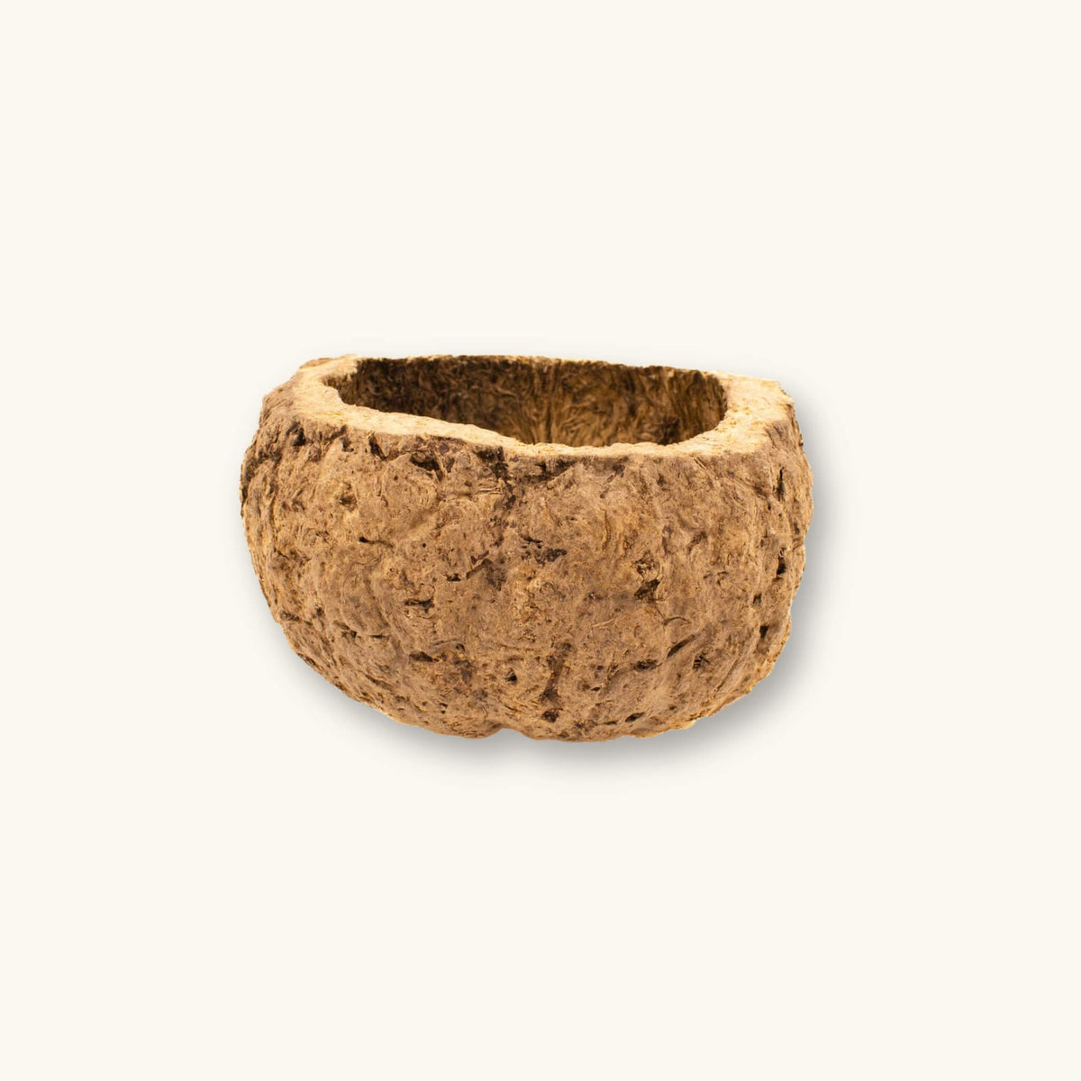 A durable hollow Ourico Mayan Nut Pod (Bertholletia excelsa) in shades of tan and brown for Peruvian biotope aquariums, photographed on a natural background at Betta Botanicals.