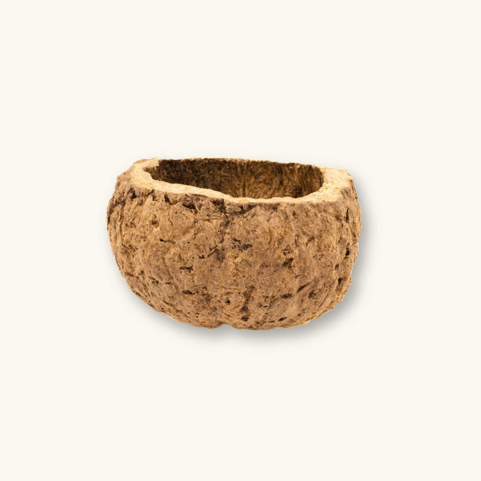 A durable hollow Ourico Mayan Nut Pod (Bertholletia excelsa) in shades of tan and brown for Peruvian biotope aquariums, photographed on a natural background at Betta Botanicals.