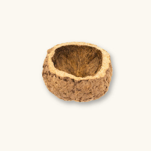 A large brown Ourico Mayan Nut Pod (Bertholletia excelsa) with a thick woody shell for Peruvian blackwater aquariums, photographed on a natural background at Betta Botanicals.