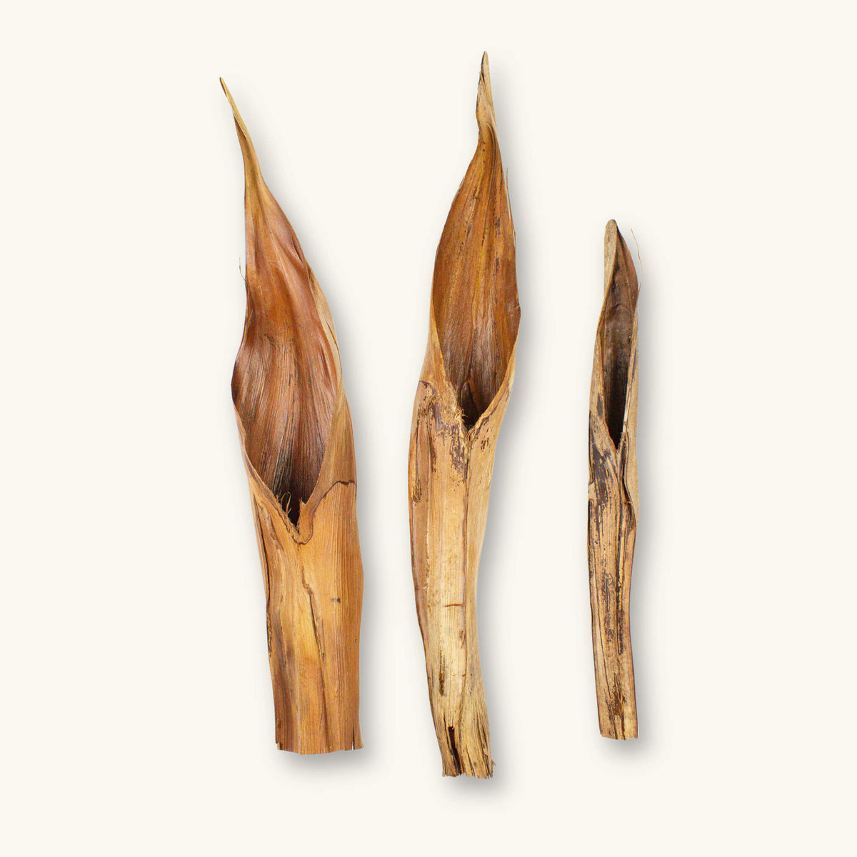 A group of three brown, long and hollow palm sheathe caves, photographed on a natural background at Betta Botanicals.